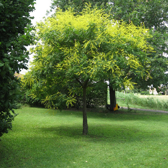 manutenzione prati e giardini Modena